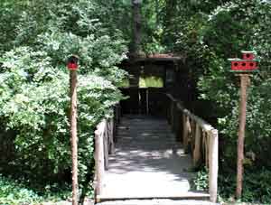 Kudzu Cove Bird blind