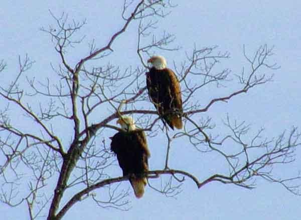 Bald Eagles observed at Kudzu Cove as part of the Alabama Bird Trail 