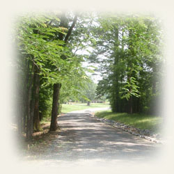 tree lined entrance driveway into Kudzu Cove